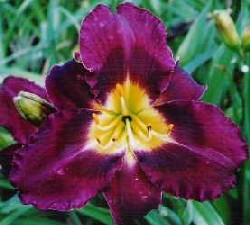 AU PAYS DES TREMBLAY