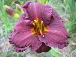 BROOKWOOD BLACK KITTEN