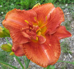 FIRE BREATHING DRAGON