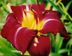 IVRESSE DU PARFAIT AMOUR 