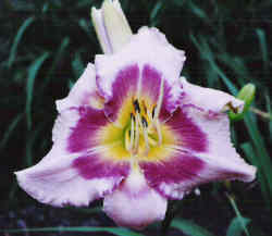 LA DRUMMOND VILLOISE