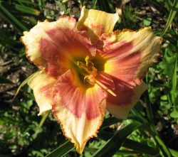 LIPSTICK AT ITS BEST