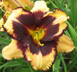 OEIL DE PANDA  (2011-71)