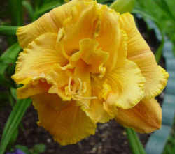 SPACECOAST SENSATION