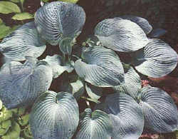 ELEGANS (Sieboldiana)