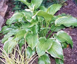 MING TREASURE (Plantaginea)