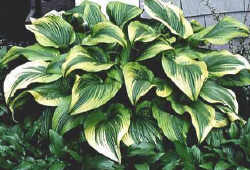 MONTANA (Aureomarginata)