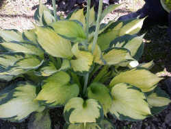 MORNING LIGHT (PPAF)