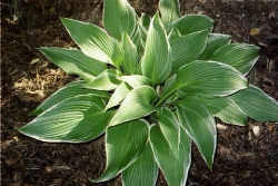 MOUNTAIN SNOW (montana)