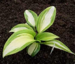 ROSEDALE MELODY OF SUMMER